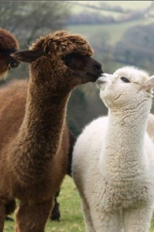 Seoul: Nami and K-Garden with Optional Alpaca Winter Tour - Choosing between Petite France, Italian Village, and Alpaca World