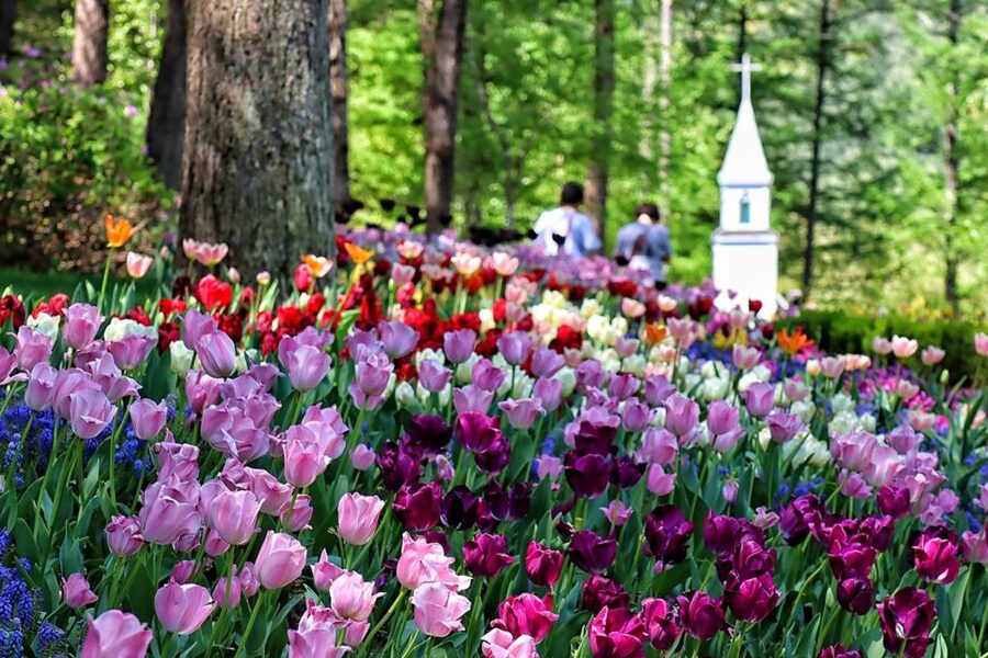 Seoul: Nami and Petite France Tour with Optional K-Garden - Adding the Garden of Morning Calm