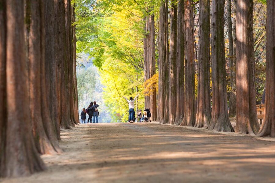 Seoul: Nami Island, Garden and Petite France (opt. Railbike) - The guide makes a real difference