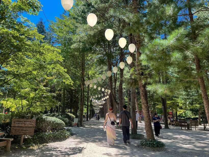 Seoul: Nami Island & Petite France Tour with Railbike Option - Why this day trip works from Seoul