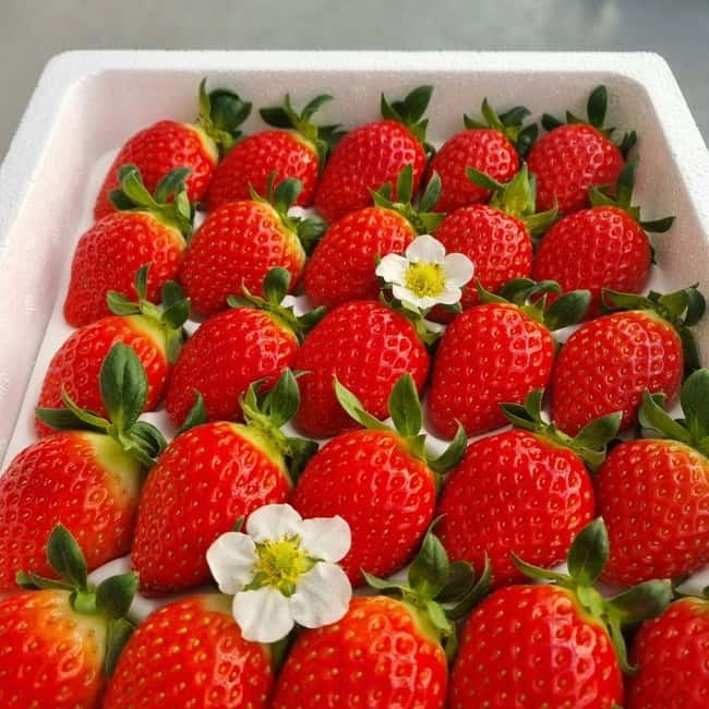 Seoul: Winter Day Tour in Pocheon (+Strawberry Picking) - Sanjeong Lake in its frozen season