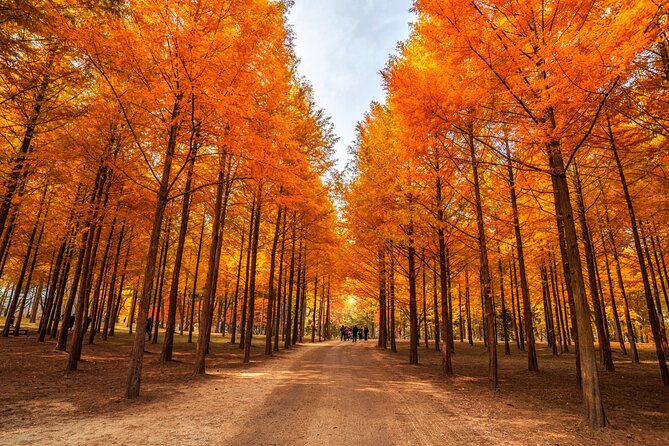 Trip to Nami Island with Petite France & Italian Village, Garden of Morning Calm - Nami Island: tree-lined paths and a famous ferry crossing